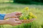 Close-up of plucked flowering plants of St. Johns wort in wicker basket in hands of woman, on summer wild meadow in sunset light. Medicinal plants, alternative herbal medicine, summer wildlife beauty