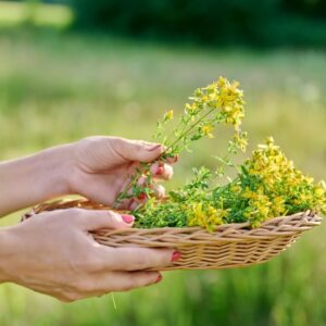 Close-up of plucked flowering plants of St. Johns wort in wicker basket in hands of woman, on summer wild meadow in sunset light. Medicinal plants, alternative herbal medicine, summer wildlife beauty